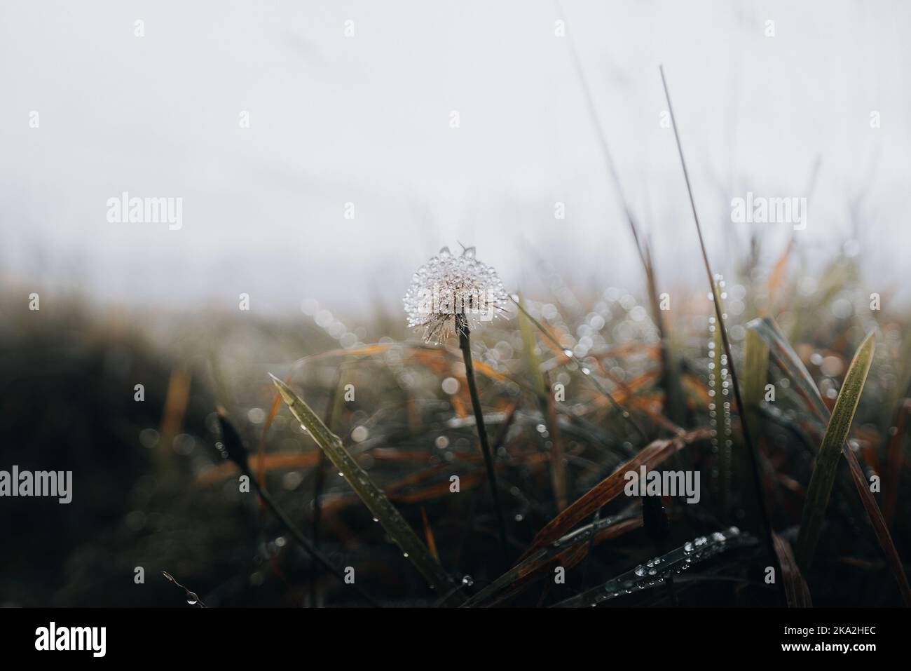 A closeup shot of a frozen dandelion and grass in a forest Stock Photo