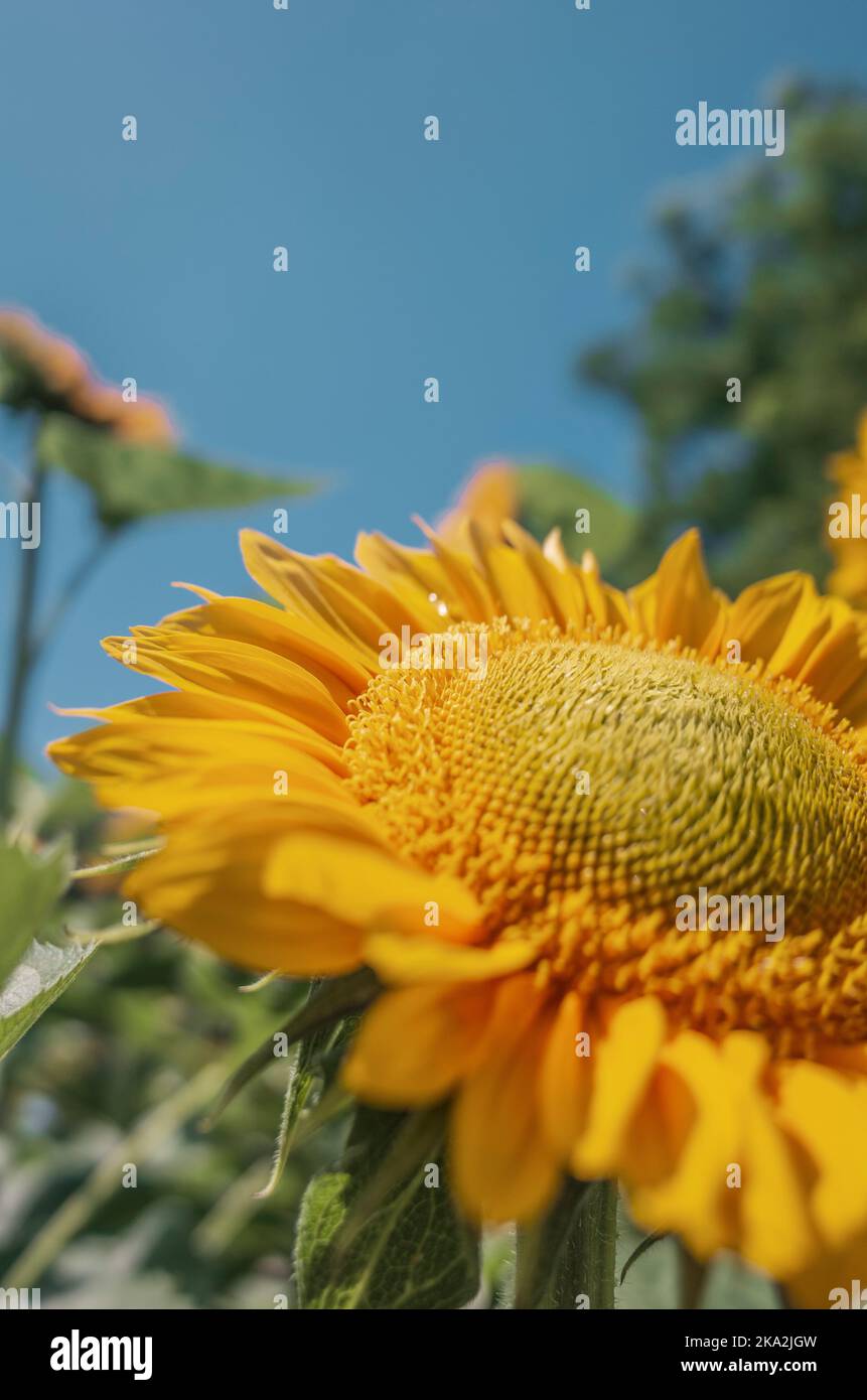 A close up of a beautiful common sunflower on a natural blurred background Stock Photo