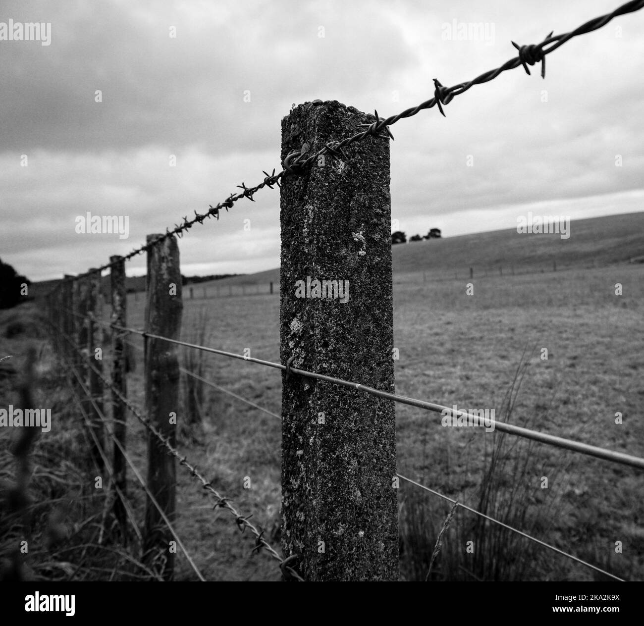 The barbed wire fence in the farm, closeup, grayscale Stock Photo Alamy
