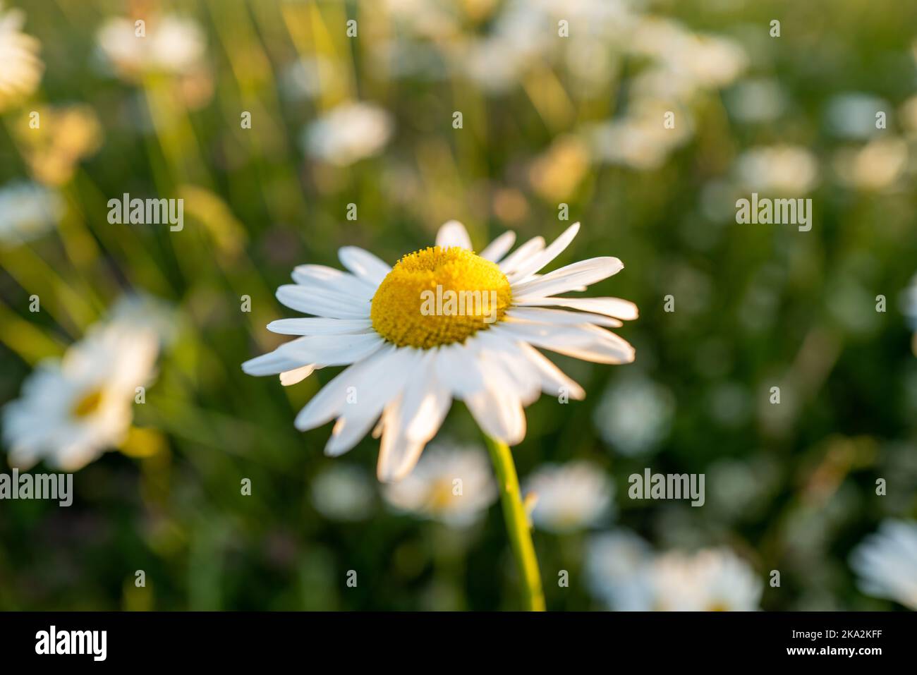 Shallow focus shot blossom white hi-res stock photography and images ...