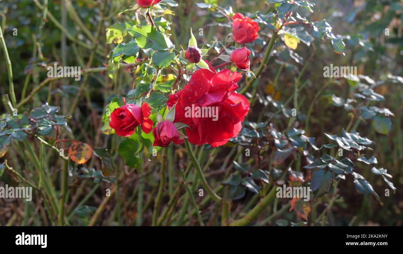 Garden red roses hi-res stock photography and images - Alamy
