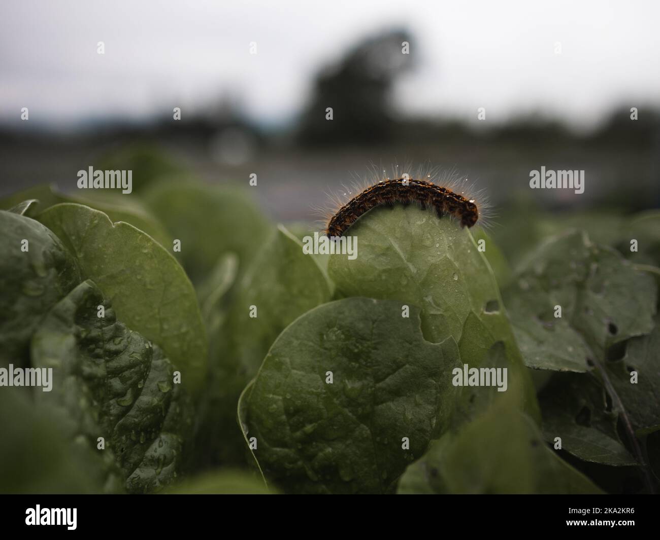 A caterpillar eating vegetable leaves in the garden Stock Photo - Alamy