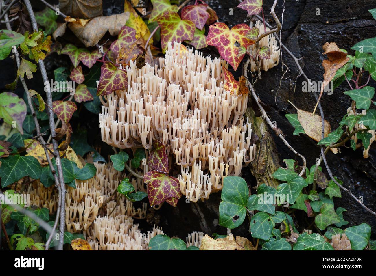 A closeup of growing Ramaria stricta mushroom surrounded by leaves Stock Photo