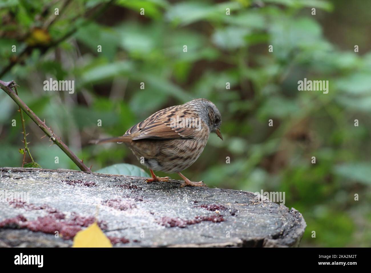A closeup of Wren bird perching on rock in green nature background Stock Photo