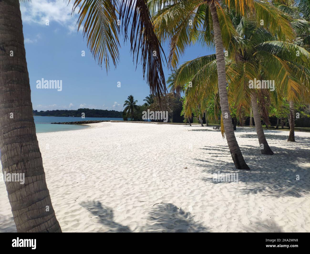 Palm trees growing sea shore beach hi-res stock photography and images ...