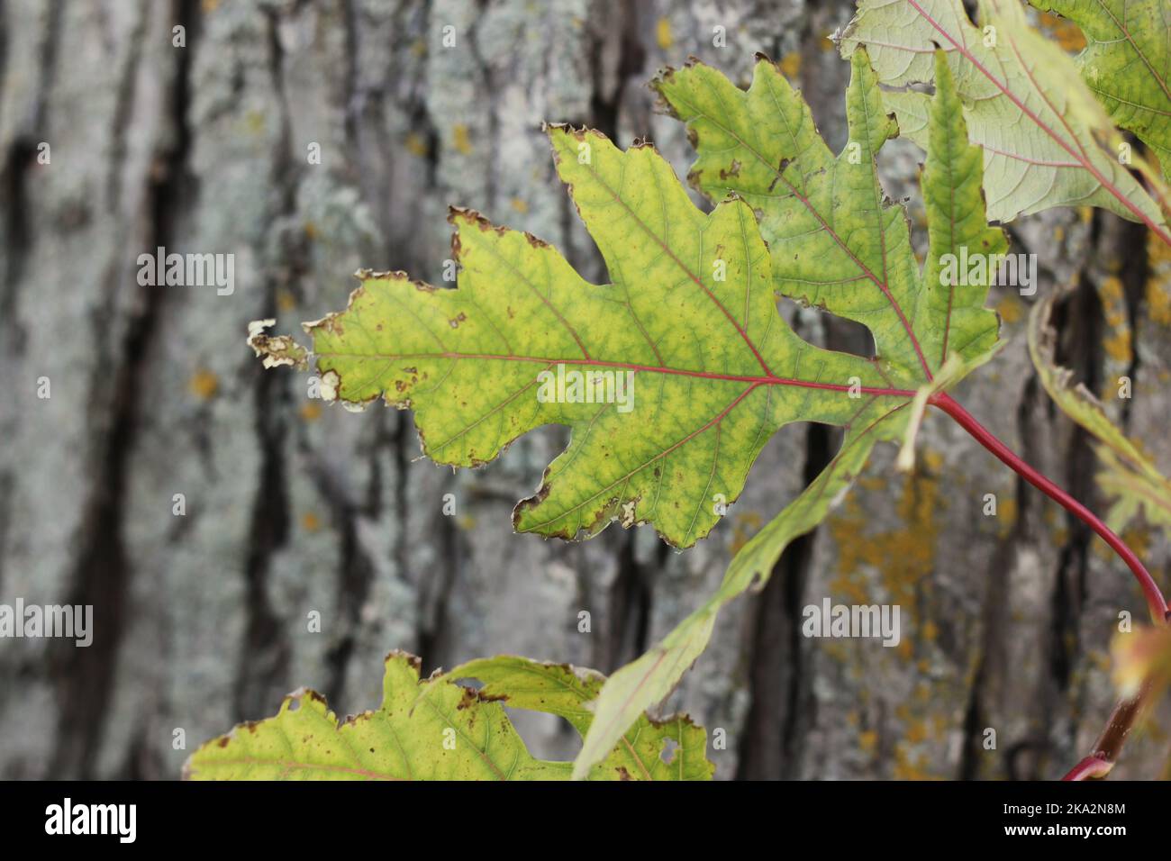 Tree about to leaf hi-res stock photography and images - Alamy
