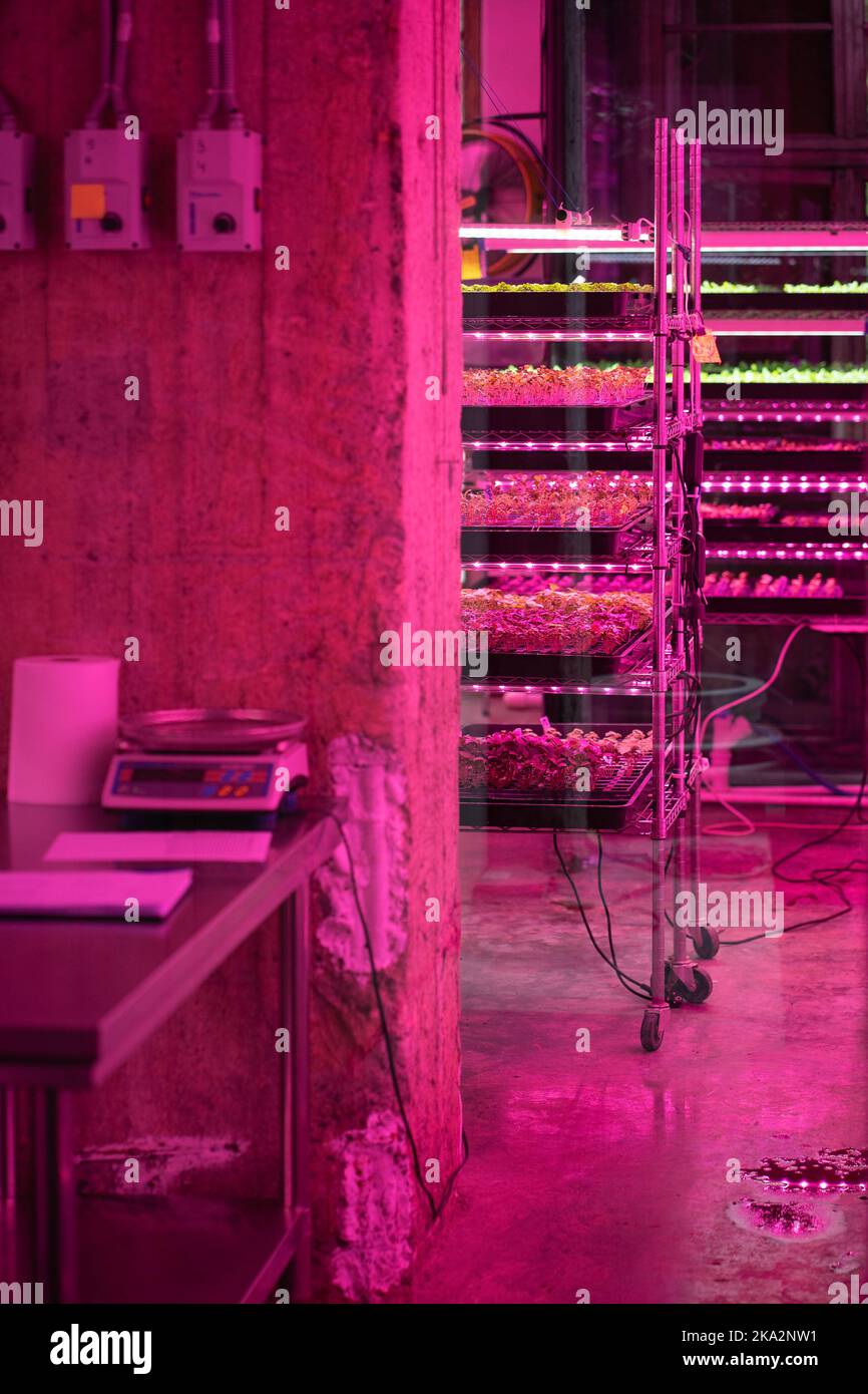 Microgreens grow in vertical farm under ultraviolet UV plant lights for