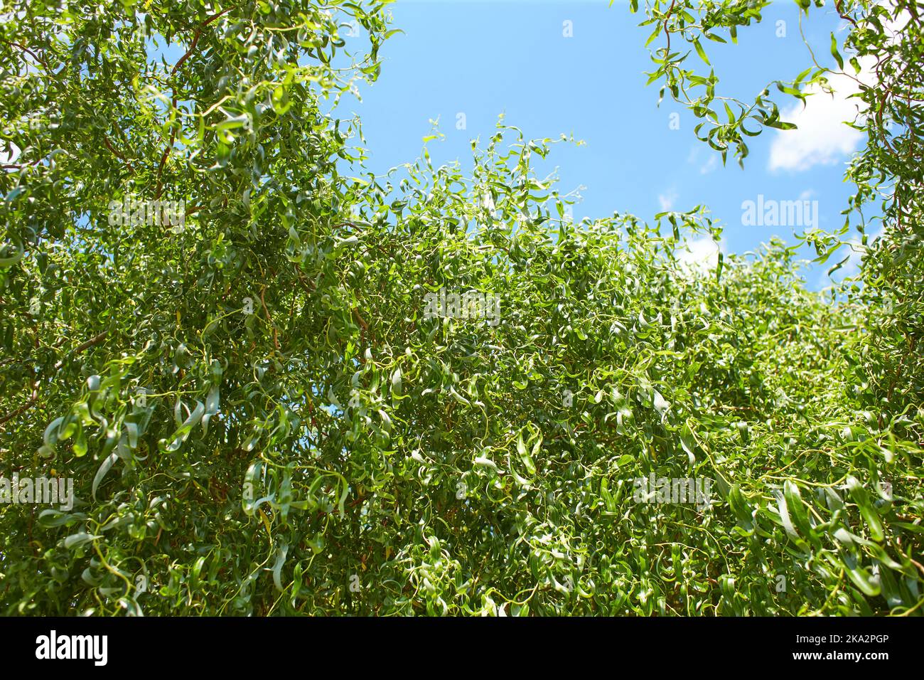 A large willow trees stands by the lake. Green young willow branches near the water. The background is blue sky and water. Spring concept. Stock Photo