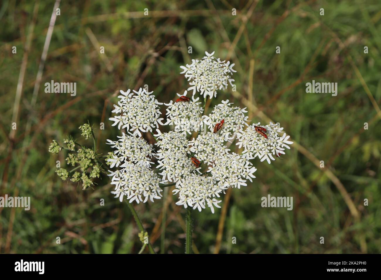 Schaafgarbe weiße Wildblume als Lebensraum von Insekten - Käfer auf weißer Blüte einer wild wachsenden Blume Stock Photo