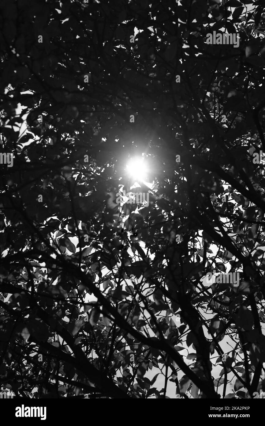 The bright sun shining thru the leafy autumn trees in a black and white ...