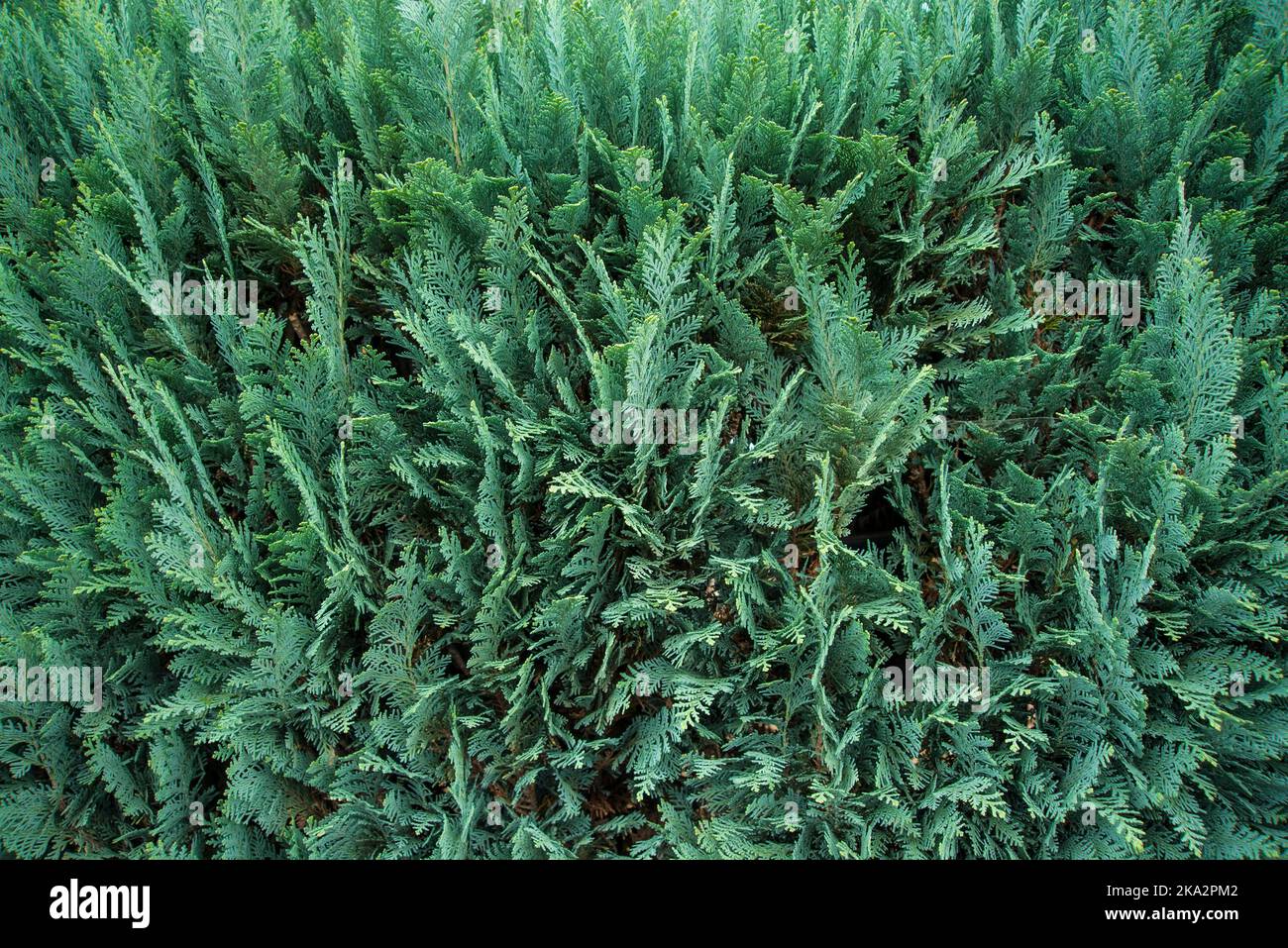 Thuja hedge in a full frame view Stock Photo
