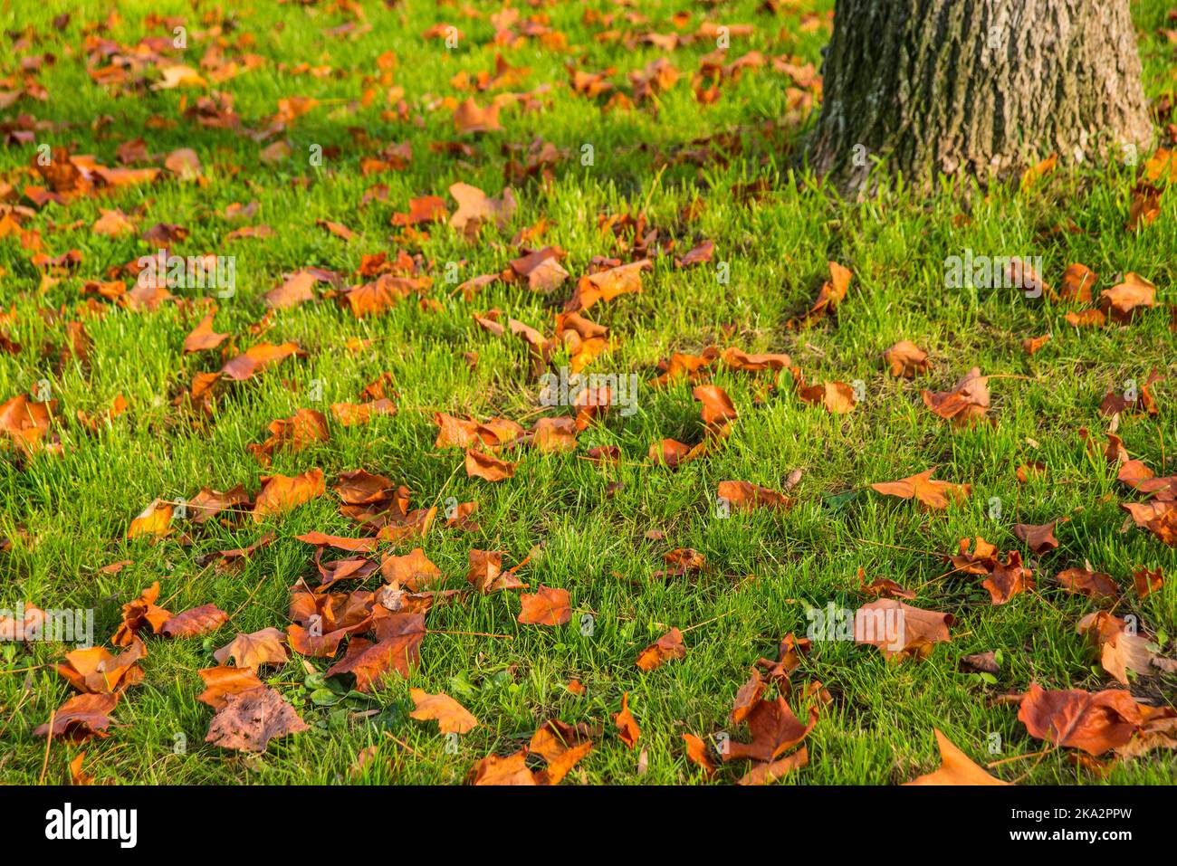 autumnal colored leaves in a green meadow with tree trunk Stock Photo