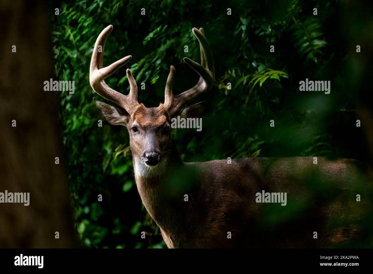 A Male White Tailed Deer Buck with large antlers peering through the forest  in Michigan, USA. Stock Photo