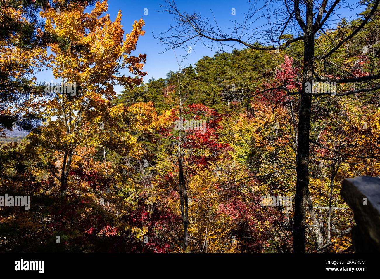 A beautiful view of colorful autumn trees in the forest Stock Photo - Alamy