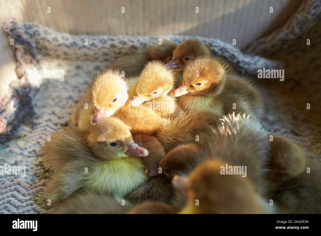 Duck chickens hi-res stock photography and images - Page 10 - Alamy