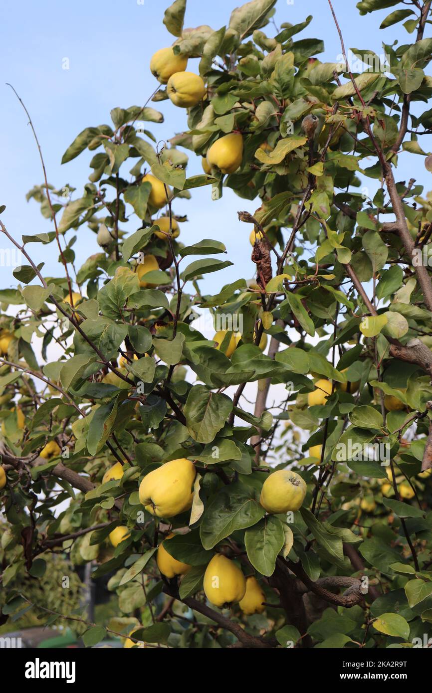 Quitten an einem Quittenbaum erntereif im Oktober gelbe große Frucht optisch eine Mischung aus Apfel und Birne Stock Photo