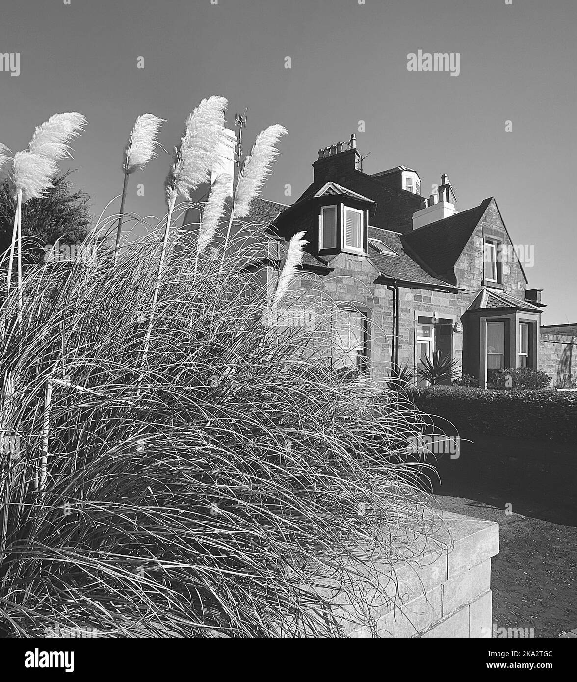 A grayscale of pampas grass in front of a house Stock Photo Alamy