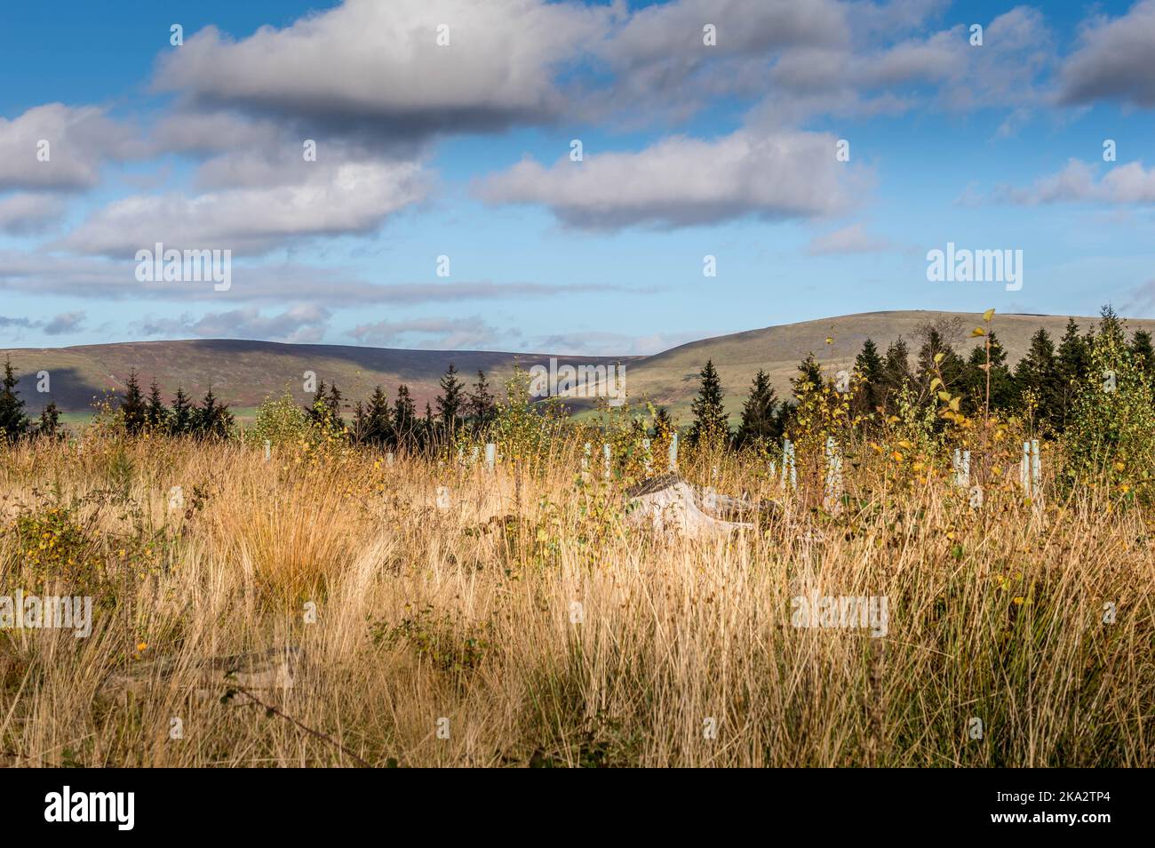 Beacon Fell in Lancashire, UK Stock Photo Alamy