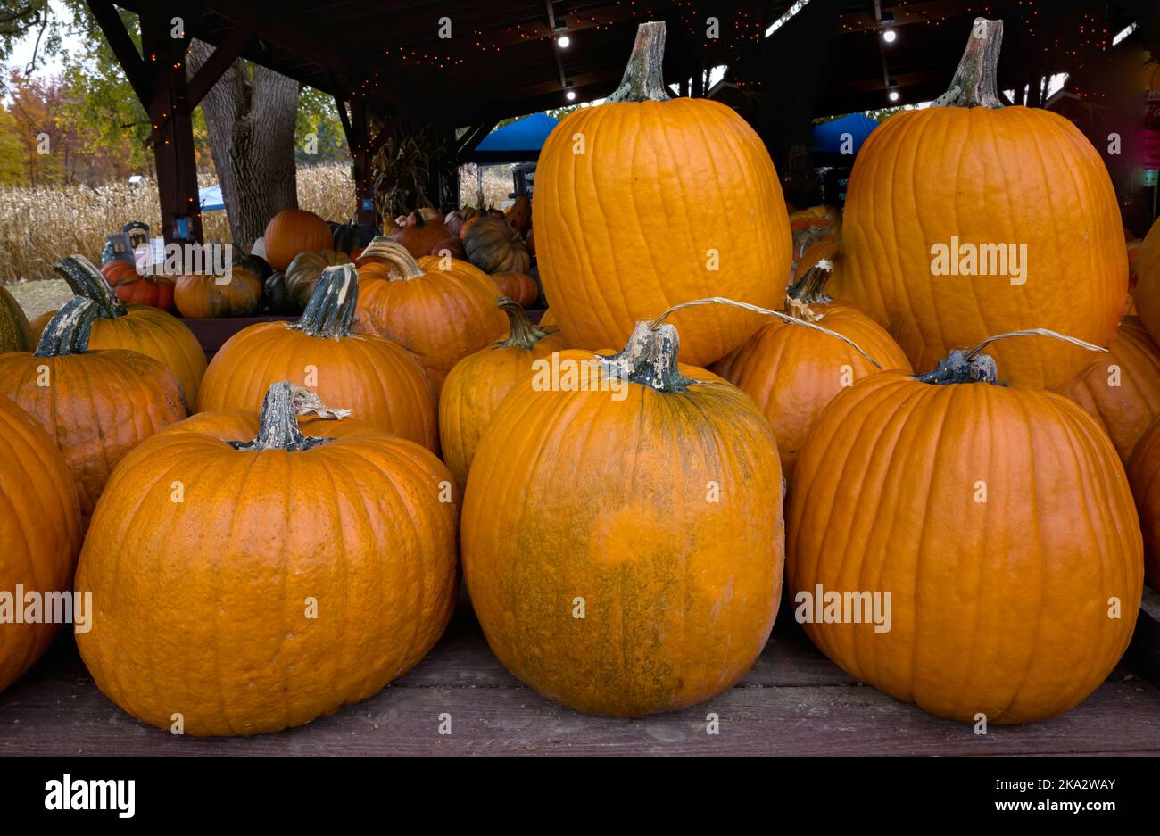 Large pumpkins for sale, Halloween Stock Photo - Alamy