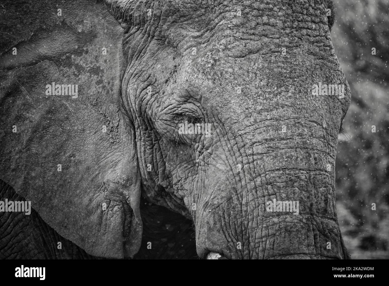 A sad eyed elephant seen in close up, in rain, in South Africa. Shot in Black and White. Stock Photo