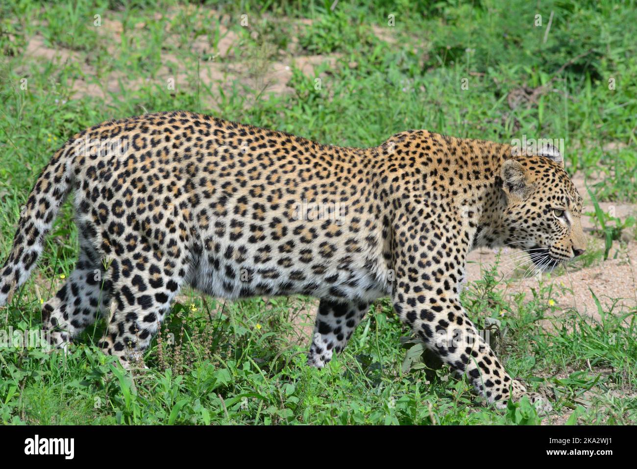 A leopard in Kruger National park South Africa. Stock Photo