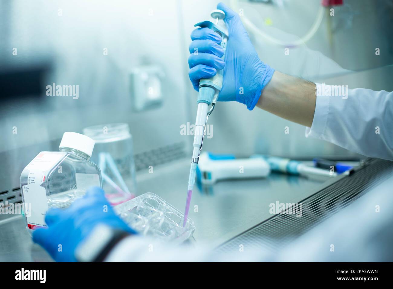 cell culture at the laboratory Stock Photo Alamy
