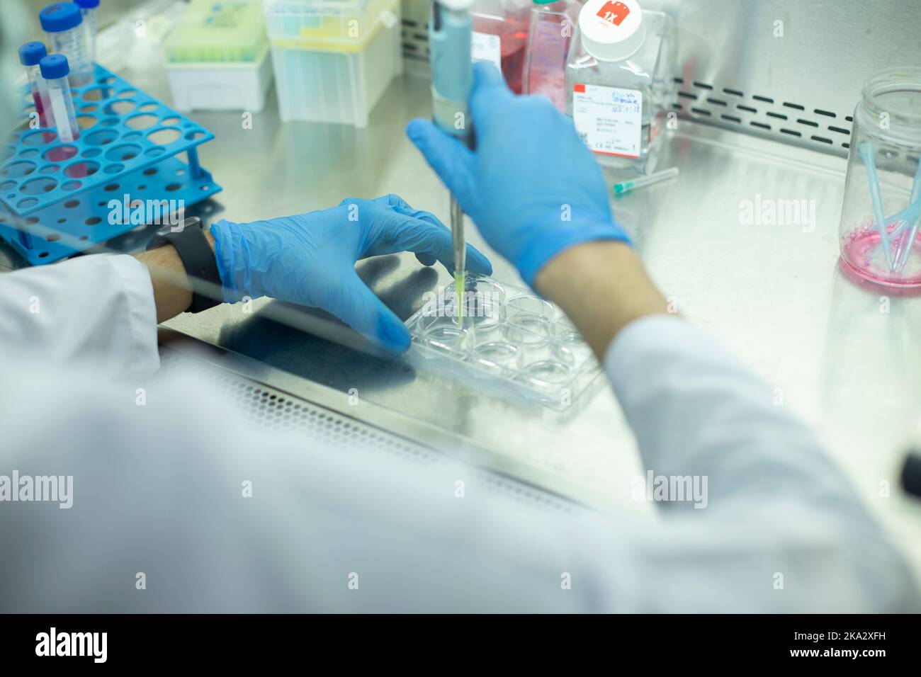 cell culture at the laboratory Stock Photo