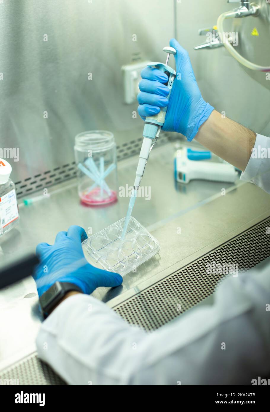 cell culture at the laboratory Stock Photo