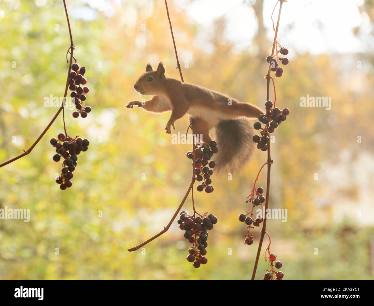 Red squirrel between grapes branches with grapes hires stock