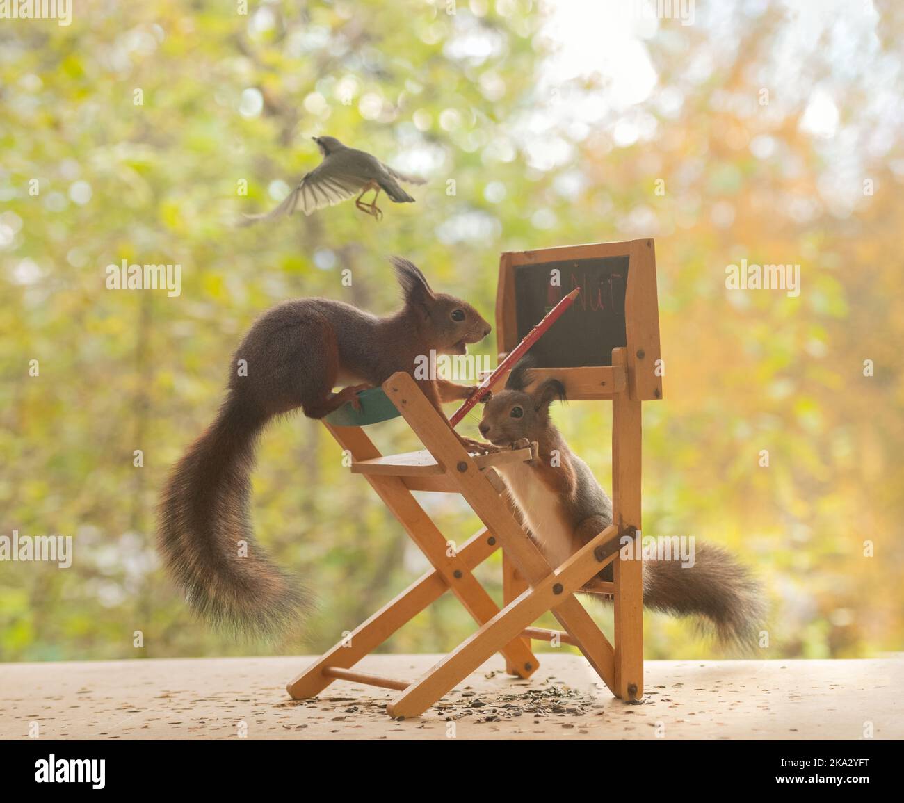 Squirrel holding bird hi-res stock photography and images - Page 3 - Alamy Squirrel holding bird hi-res stock photography and images - Page 3 - Alamy