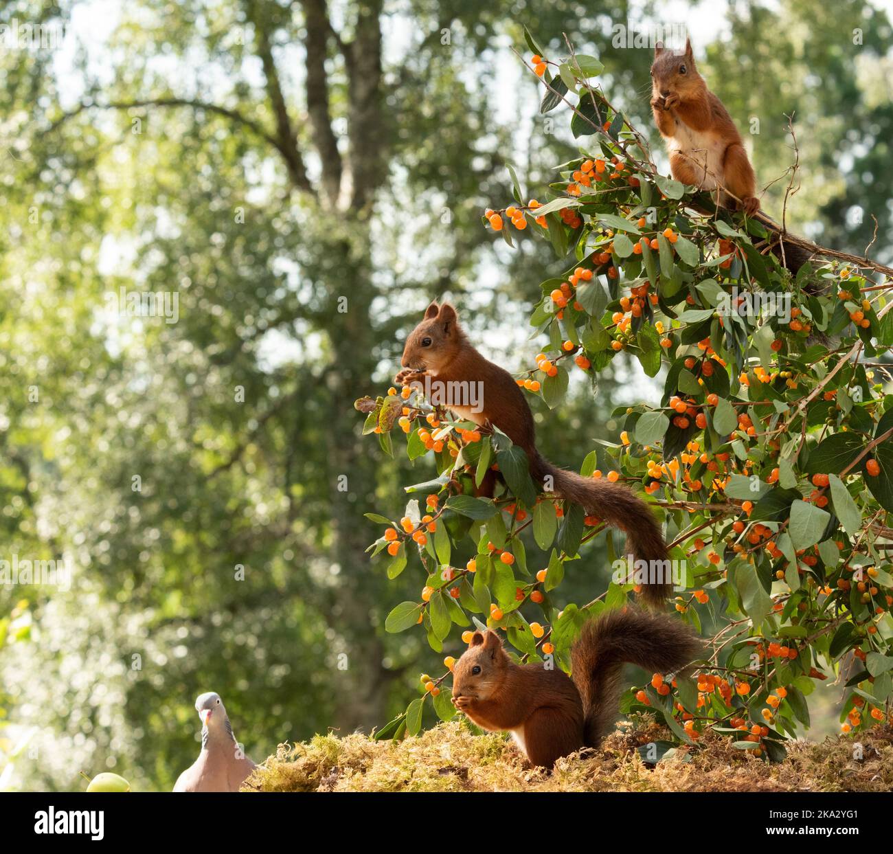 Red Squirrels on honeysuckle branches with berries Stock Photo Alamy