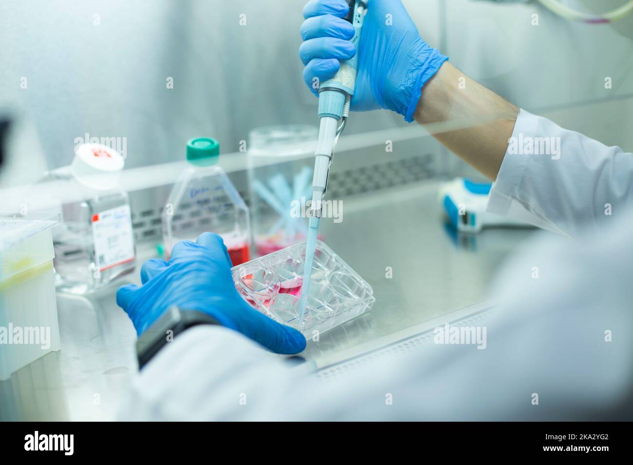 cell culture at the laboratory Stock Photo