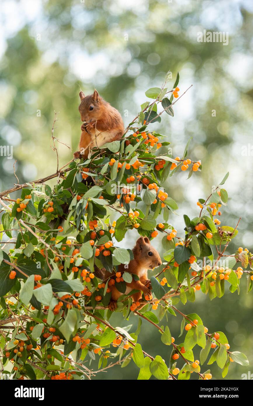 Red Squirrels on honeysuckle branches with berries Stock Photo Alamy