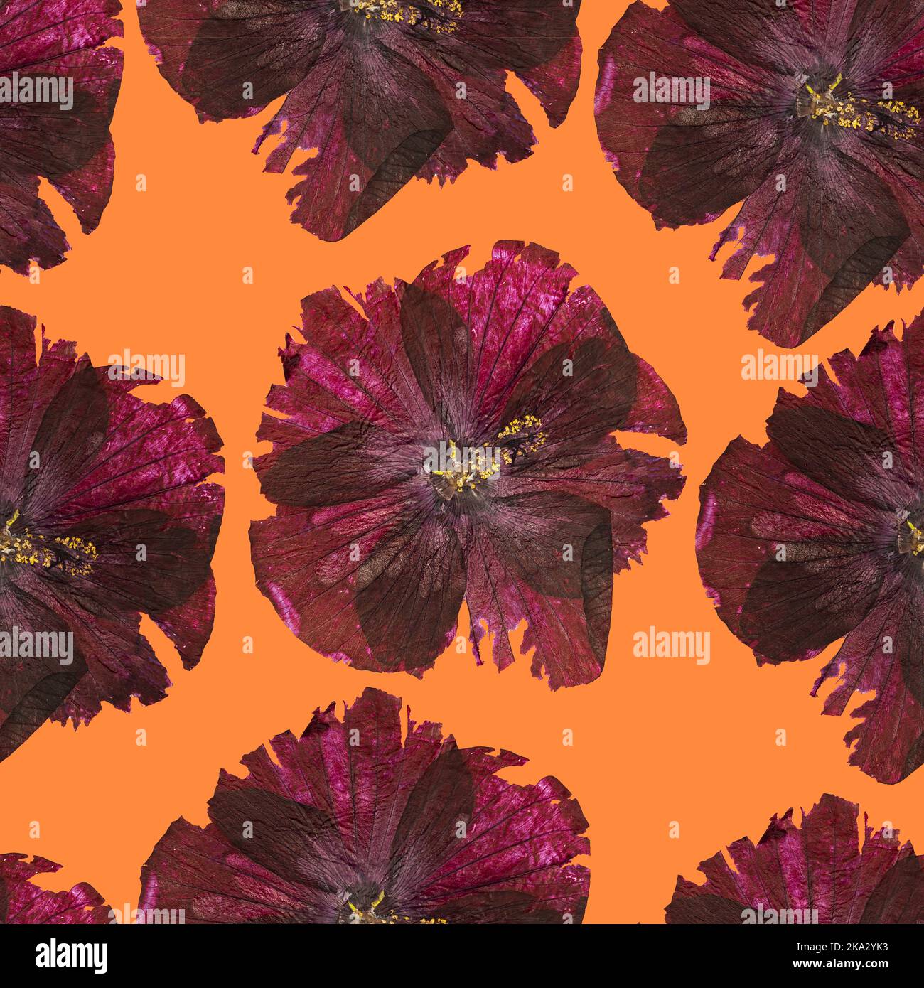 Seamless pattern of Hibiscus flowers on orange background. Minimalistic art for printing on fabric or wrapping paper. Stock Photo