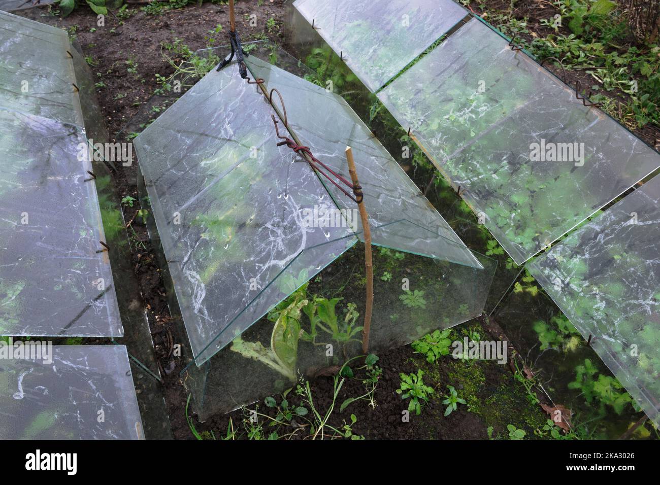 Rows of vintage, low barn cloches used to protect over wintering lettuce & parsley. Condensation caused by closed top vents. Slug trails on glass. Stock Photo