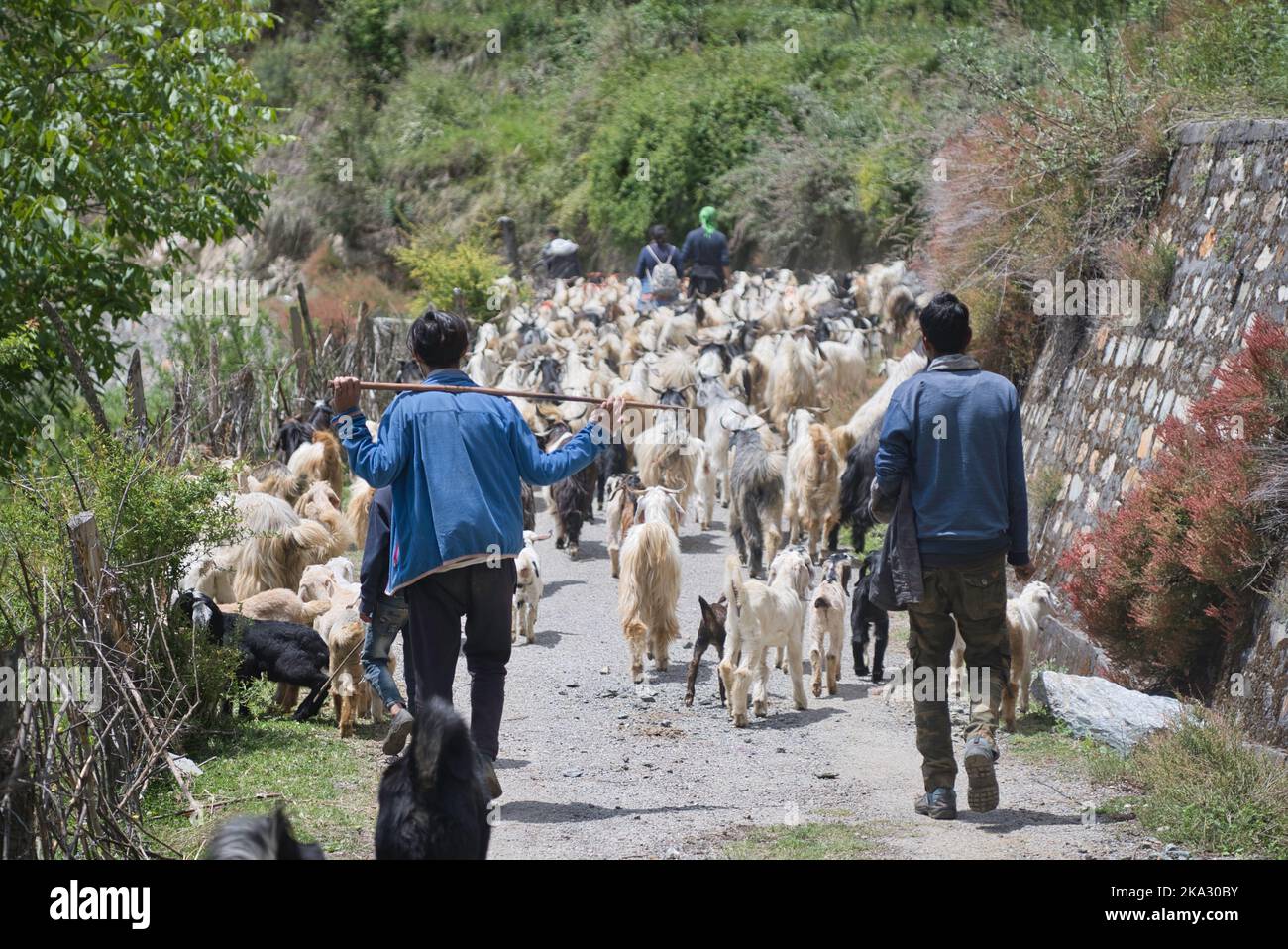 The shepherds and their flock of goats in the mountains Stock Photo - Alamy