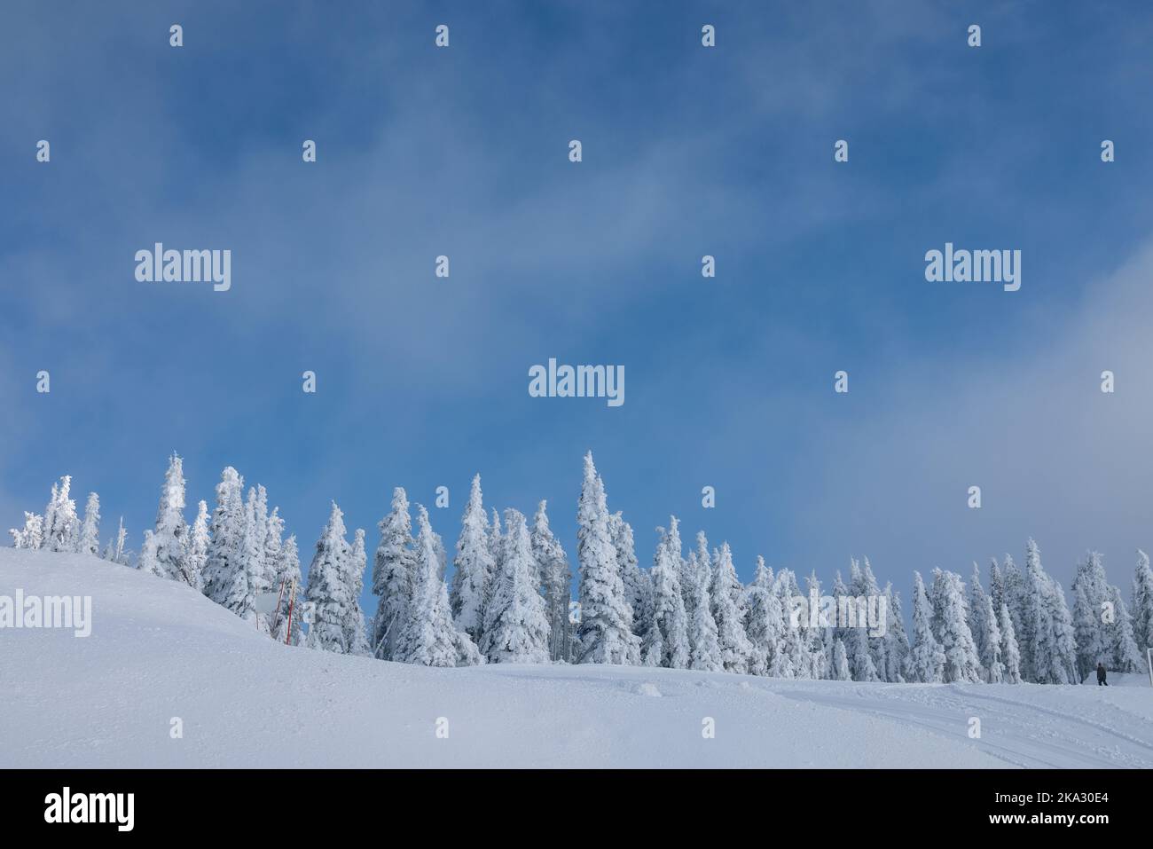 Scenic winter landscape with snowy pine forest on a cloudy day Stock ...
