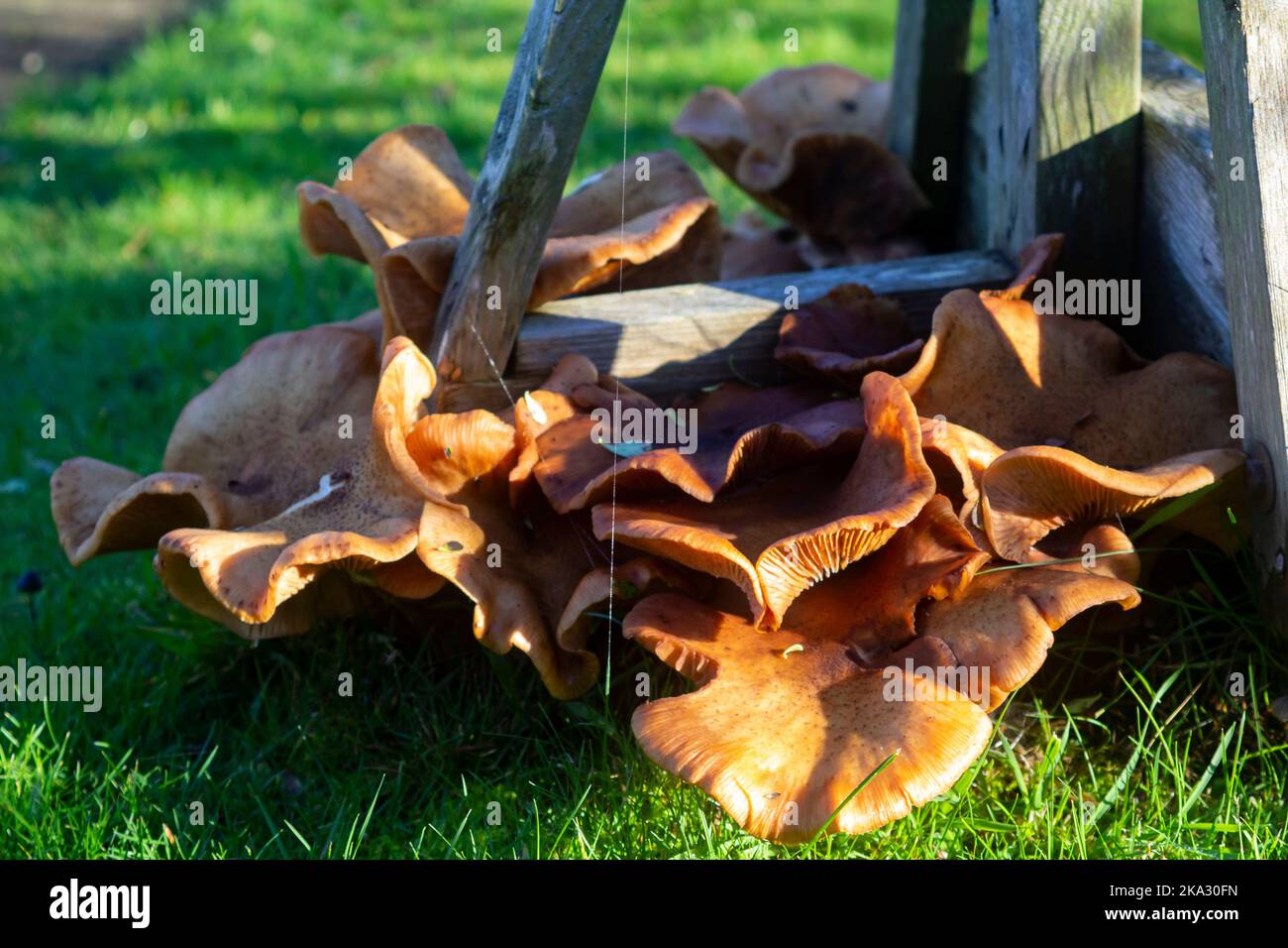 Spider's Web highlighted in the sun shining on Fungus growing on a tree stump of a felled Eucalyptus tree in Bangor Northern Ireland Stock Photo