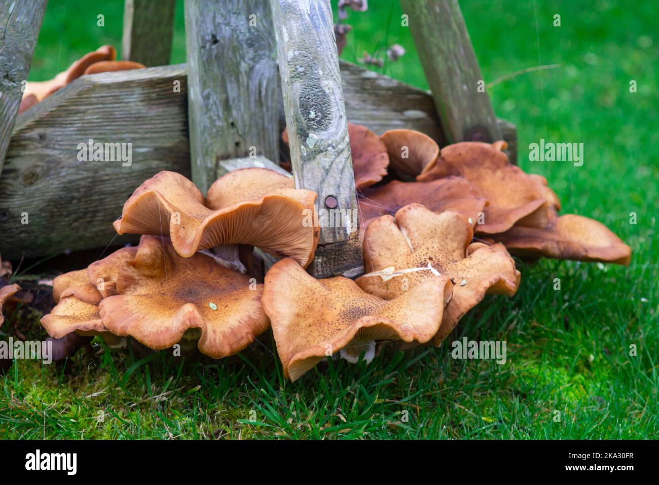 Fungus growing on a tree stump of a felled Eucalyptus tree in Bangor Northern Ireland Stock Photo