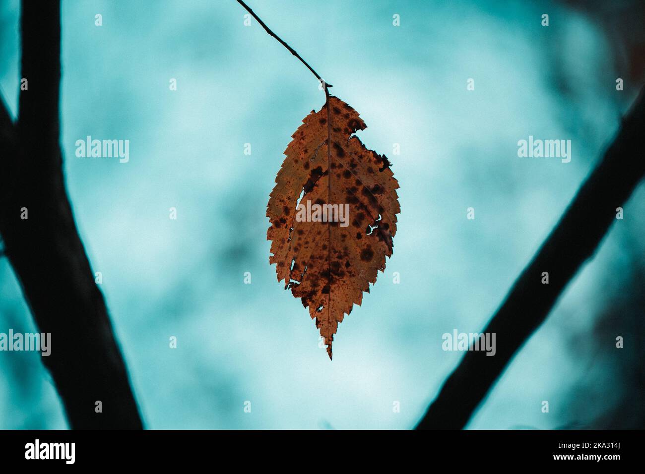 A closeup of a lonely autumn leaves hang on a tree branch Stock Photo ...