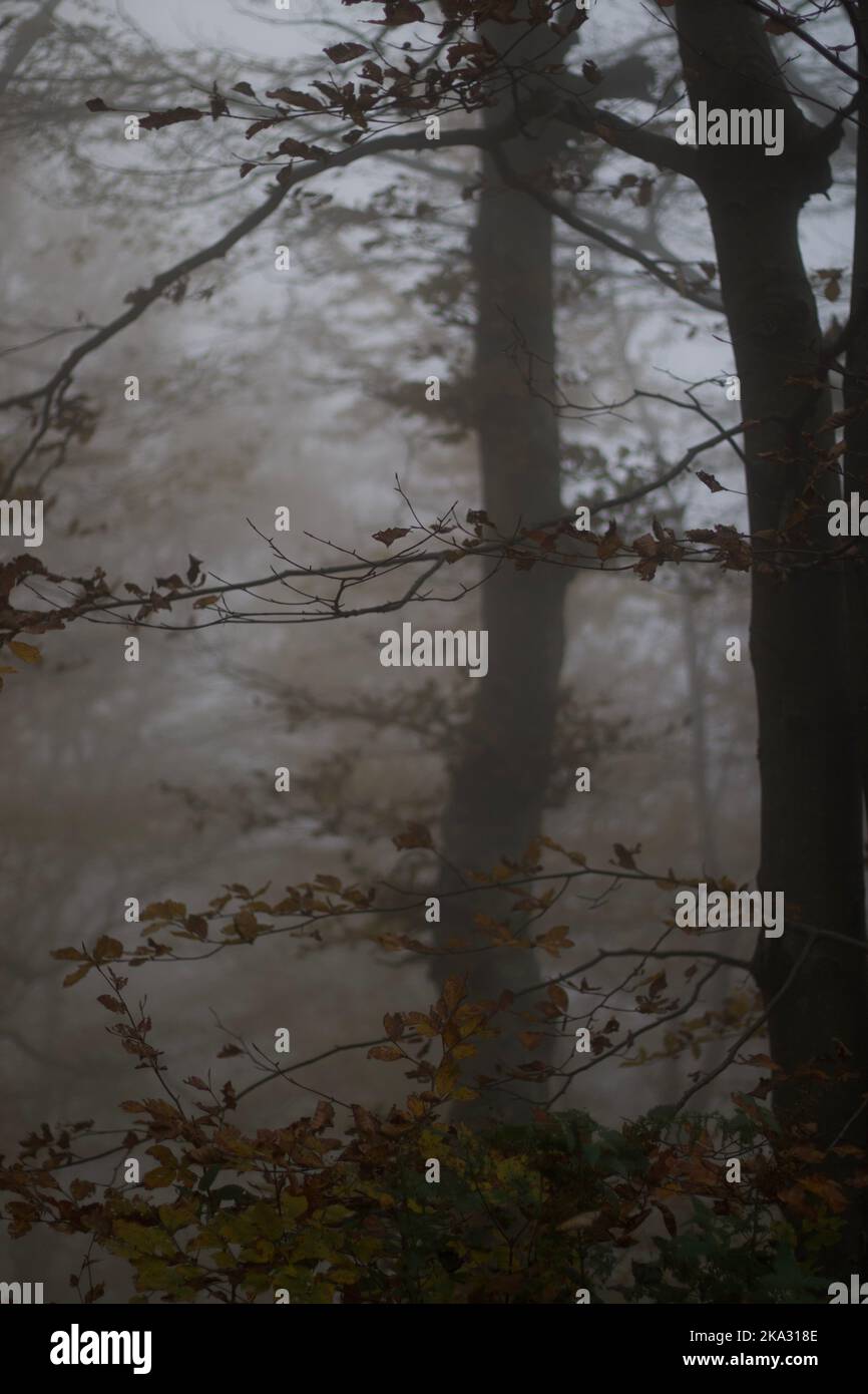 A vertical shot of a forest full of tall trees on a foggy day in autumn ...
