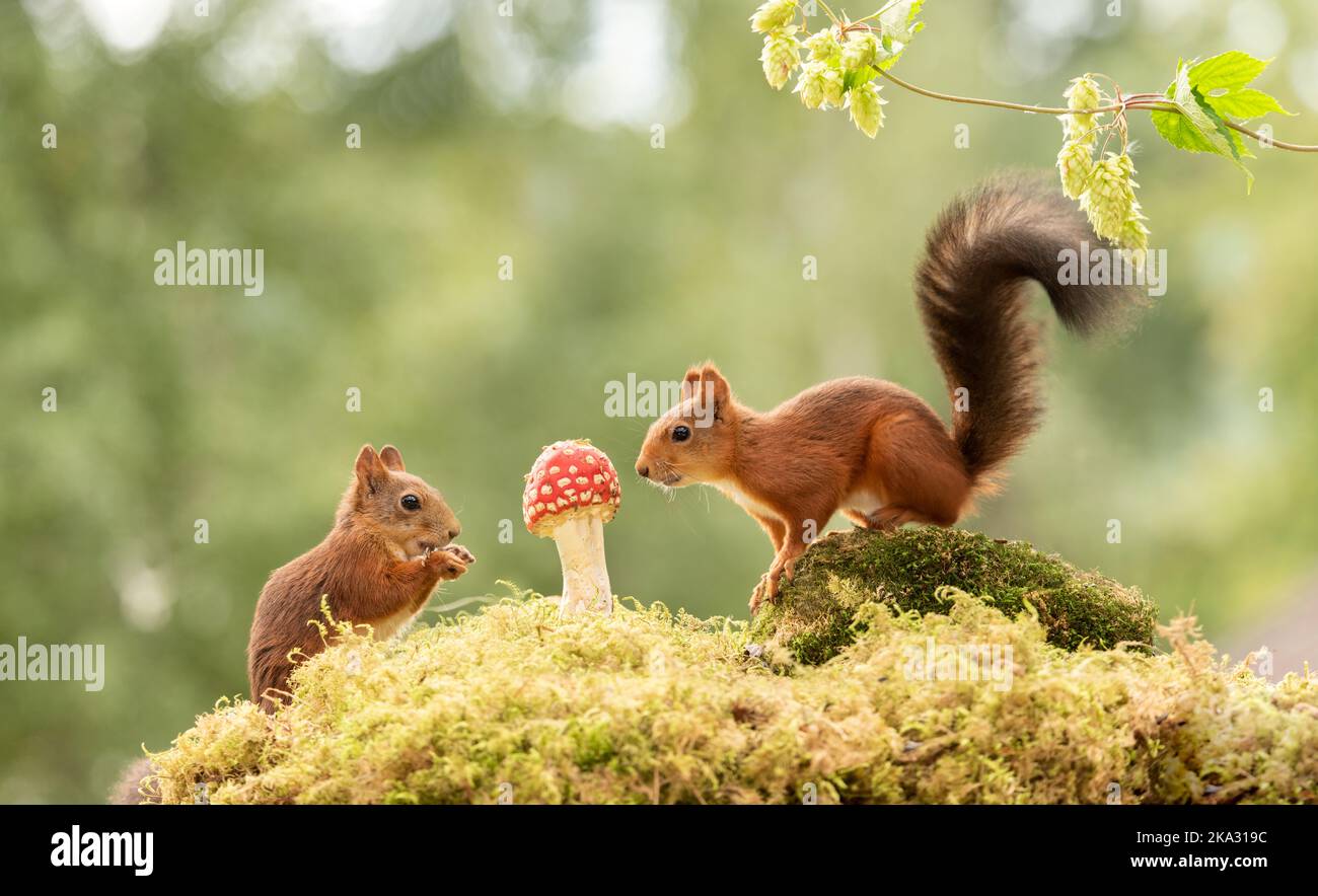 red squirrels with an toadstool Stock Photo - Alamy