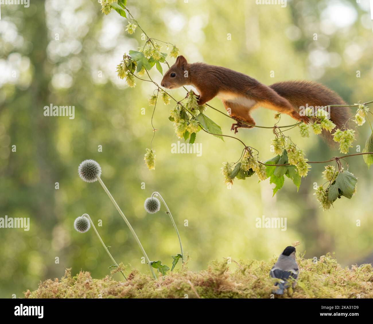 Red squirrel with globe thistle flowers hires stock photography and