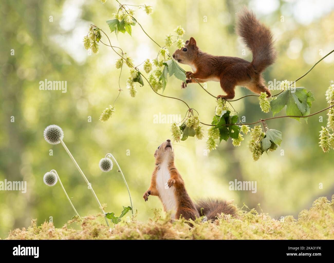 red squirrels with a globe thistle flowers Stock Photo Alamy