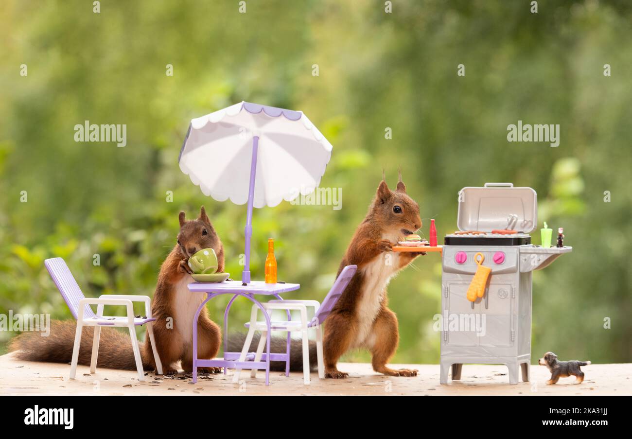 red squirrels are standing with a grill Stock Photo Alamy