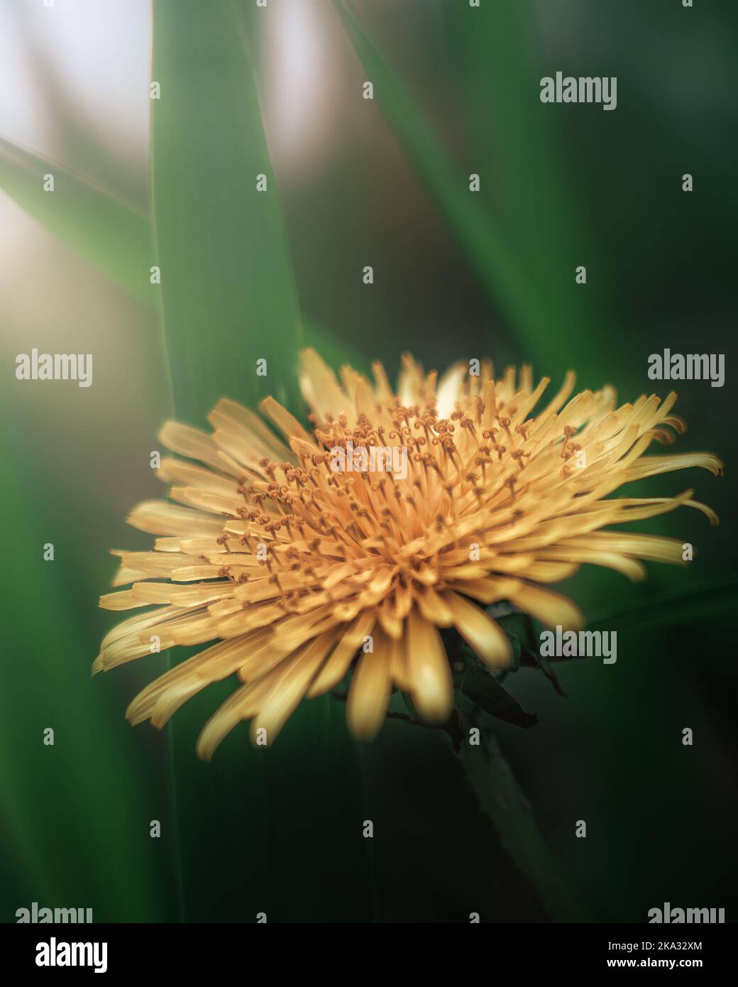 Yellow common dandelion hi-res stock photography and images - Alamy