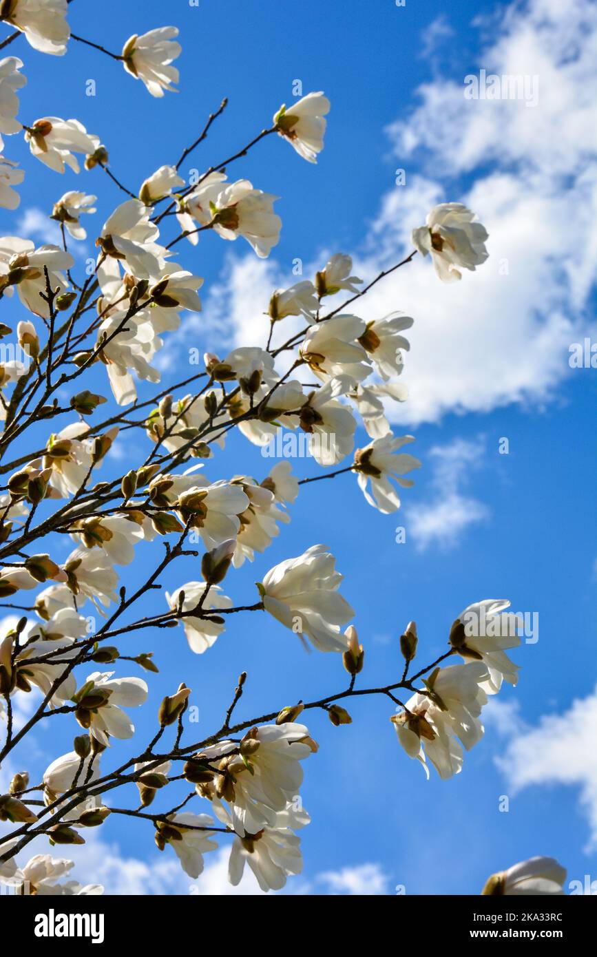 The vertical shot of Magnolia kobus, known as mokryeon against the blue ...