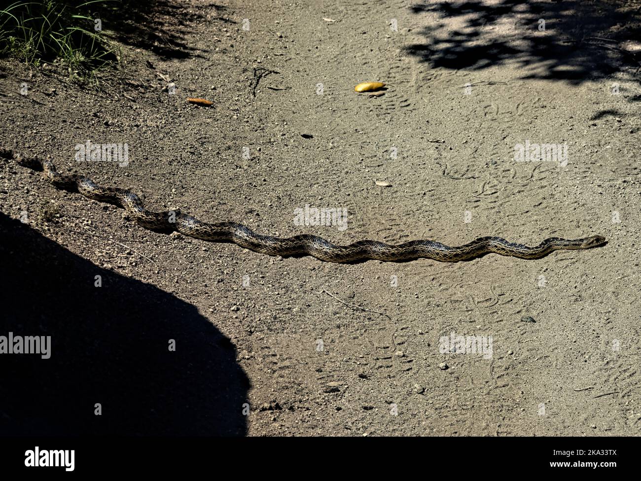 Rattlesnake on the Pacific Crest Trail,  Warner Springs, California,  USA Stock Photo