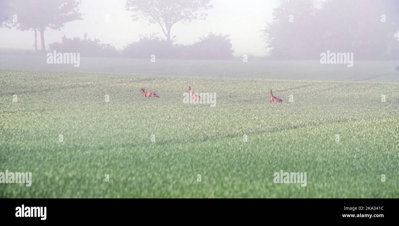 Wildtiere. Hase und Rehe auf der Flucht Stock Photo