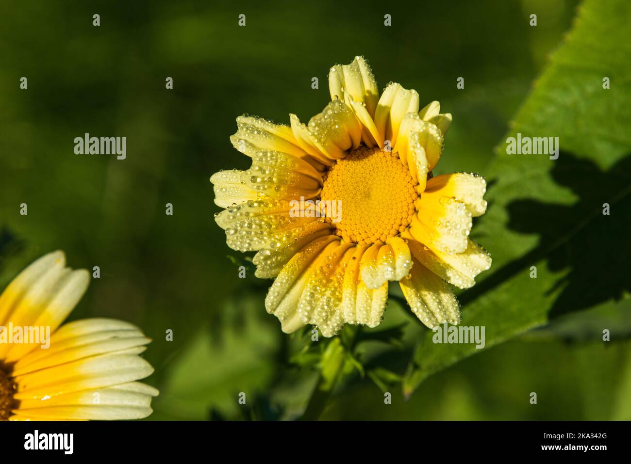 Gelbe Blüten in einem Bauerngarten im Herbst Wassertropfen au den Blütenblättern Stock Photo